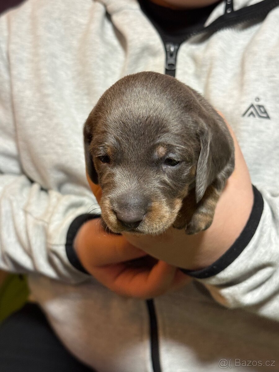 Prodej štěňat Jezevčíka trpasličího