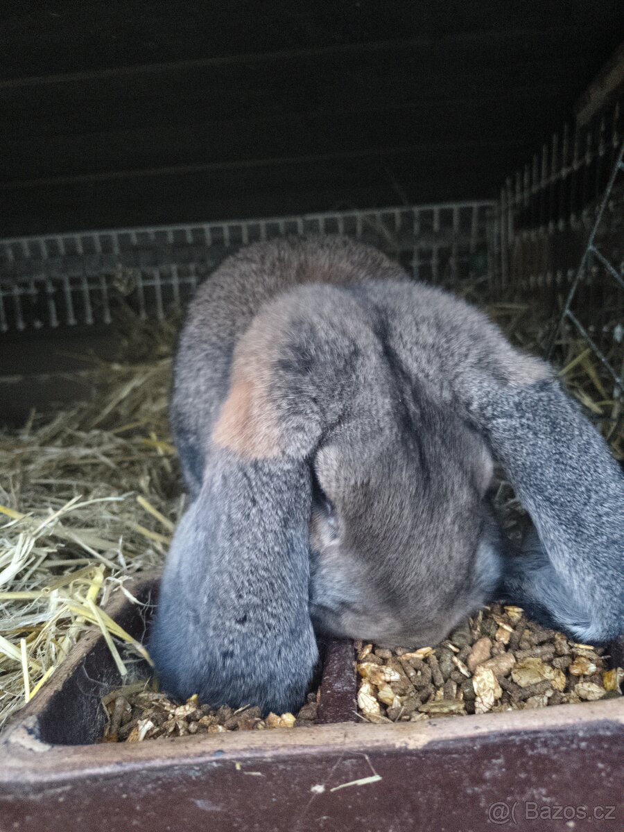 Francouzský beran divoký