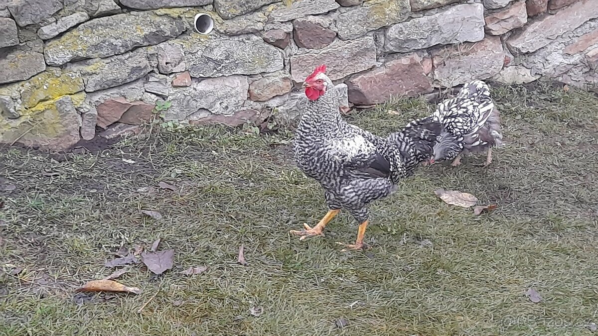 nabízím letošní mladé kohoutky