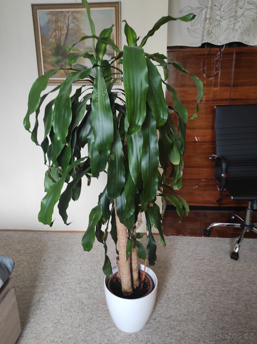Dracaena fragrans