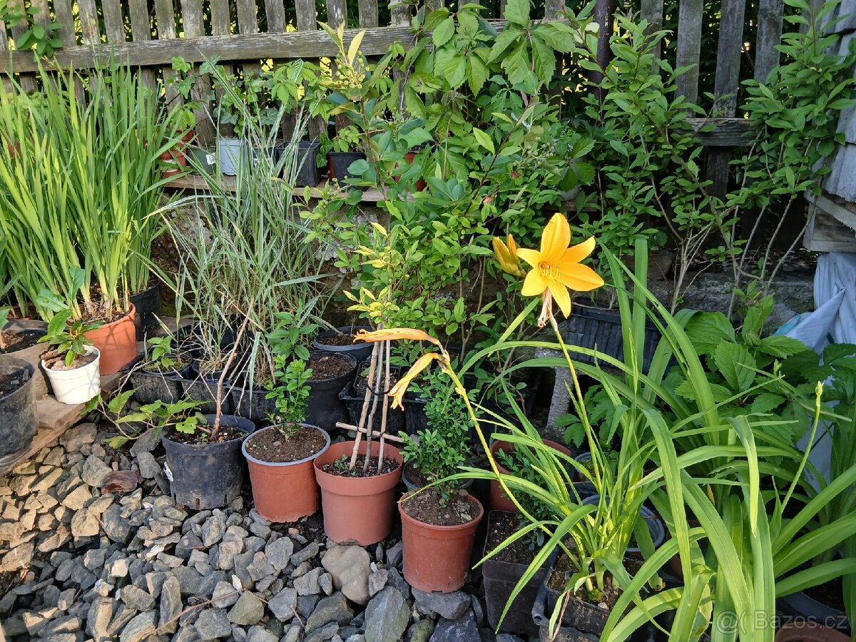 Přebytky ze zahrady