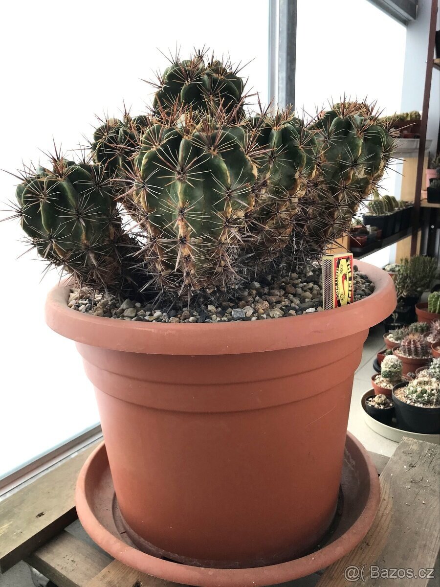 Ferocactus robustus