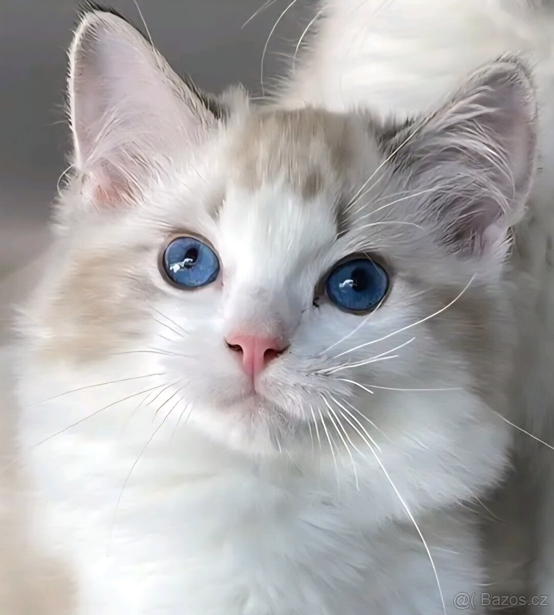 Kočička ragdoll s PP