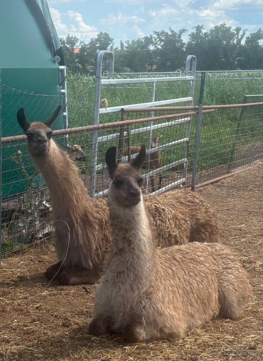 Lama krotká samec