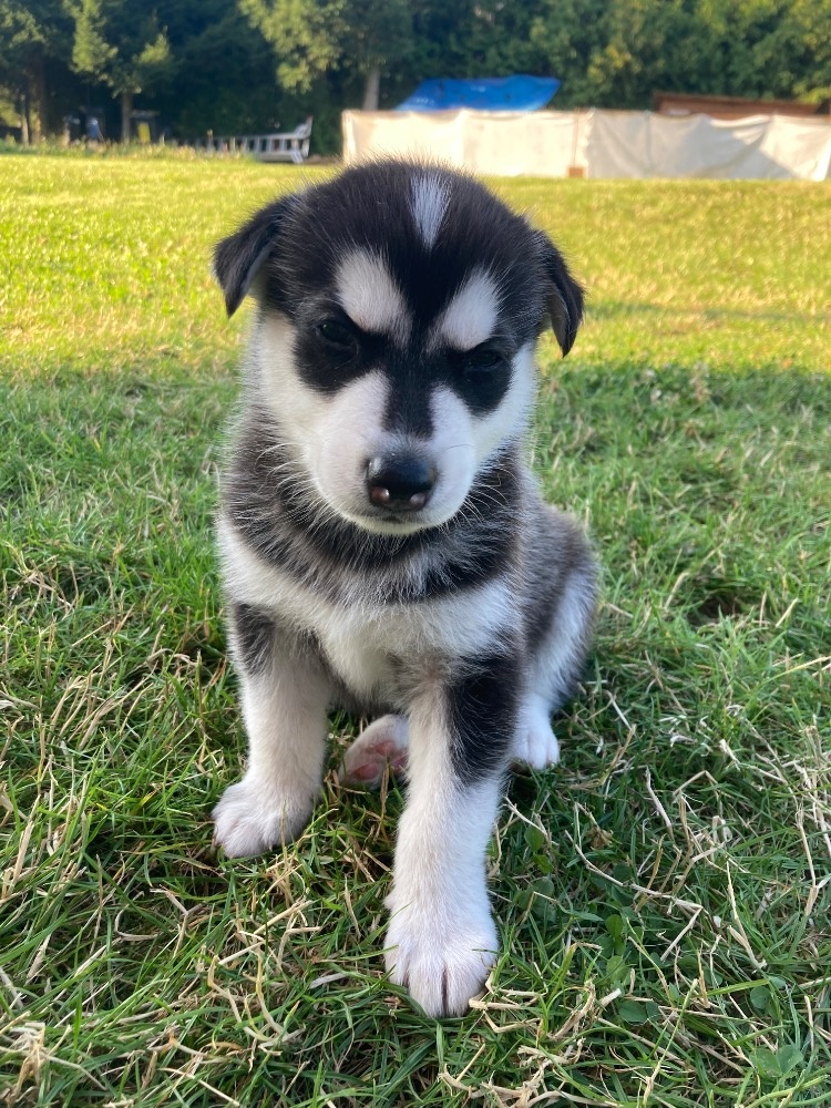 Sibiřský husky