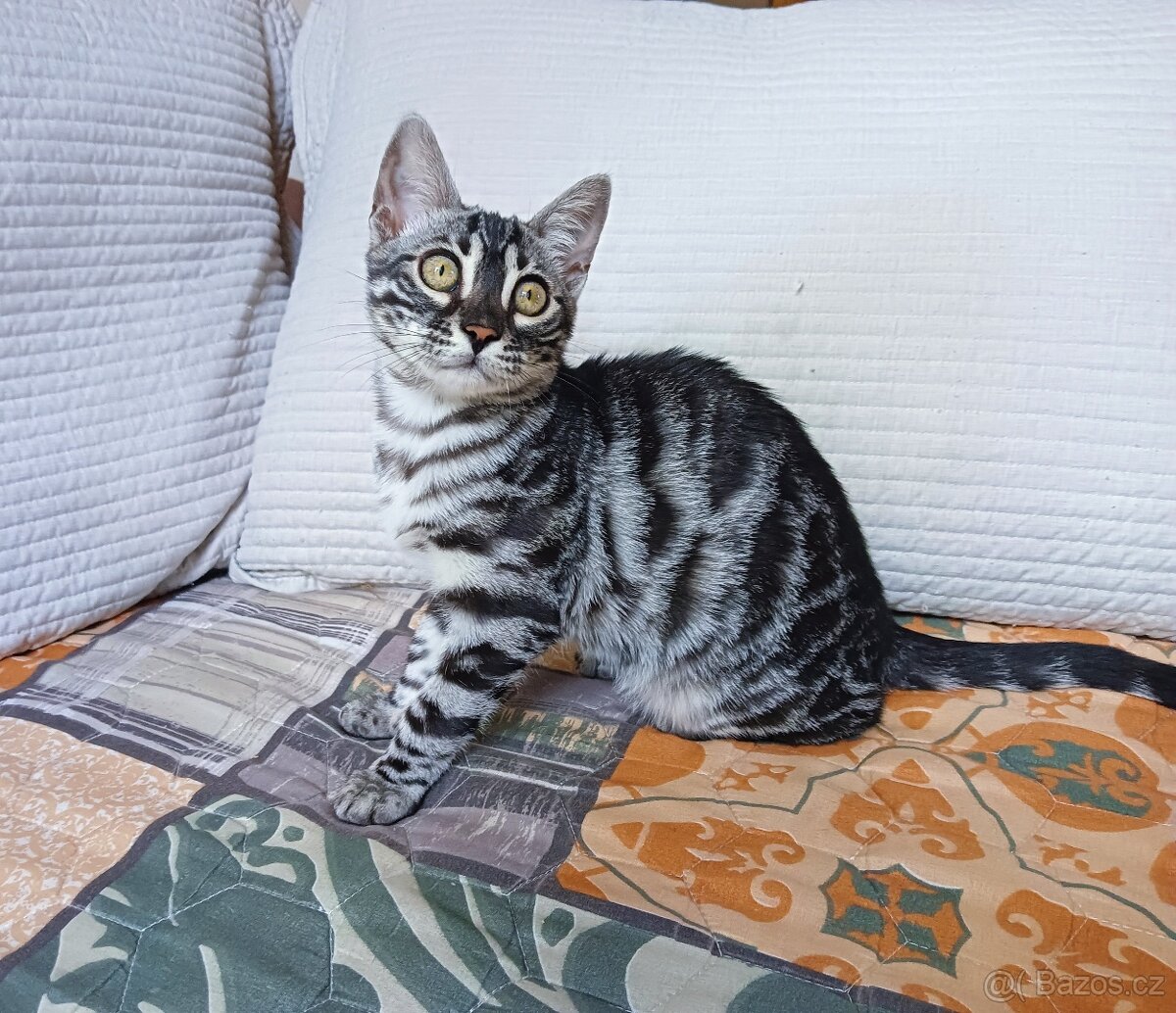 Bengálská kočička Luna