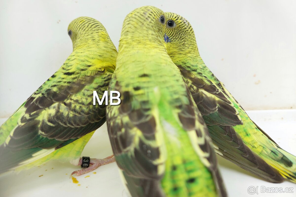 Kroměříž. Blackwings andulky čiernokridle
