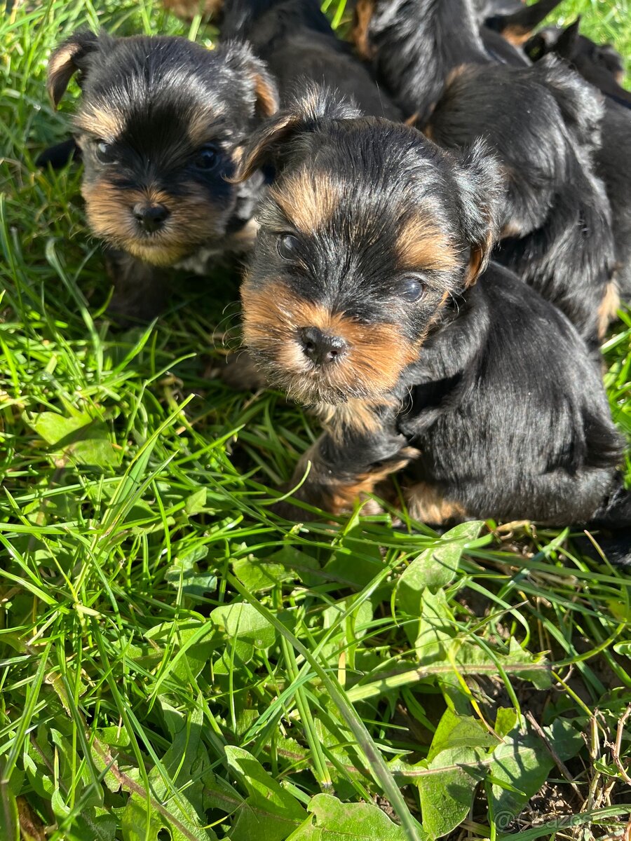 Štěňátka yorkšíra bez PP