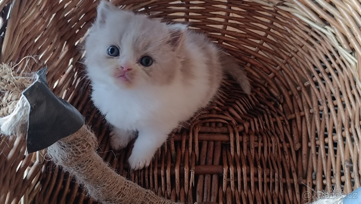 Vánoční britská koťátka