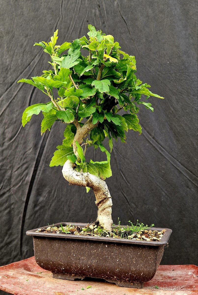 Bonsai,Bonsaj - Ibisek syrsky 1