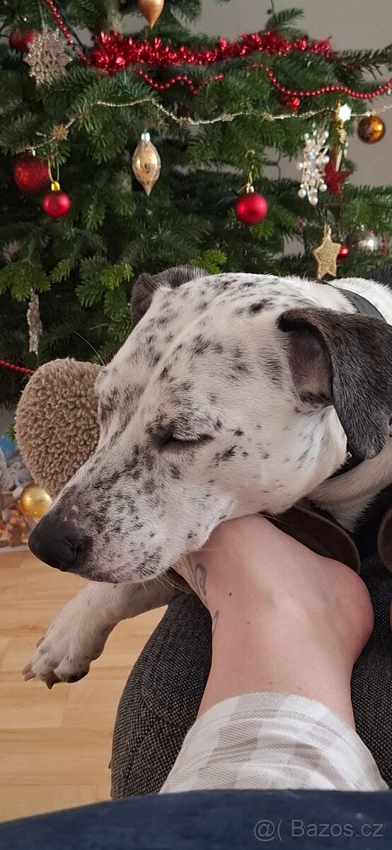 Daruji úžasnou fenku