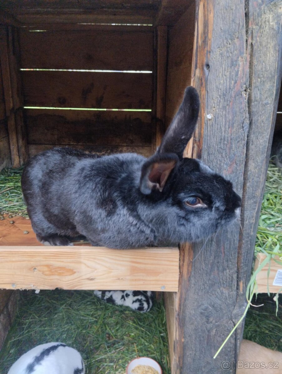Králíci