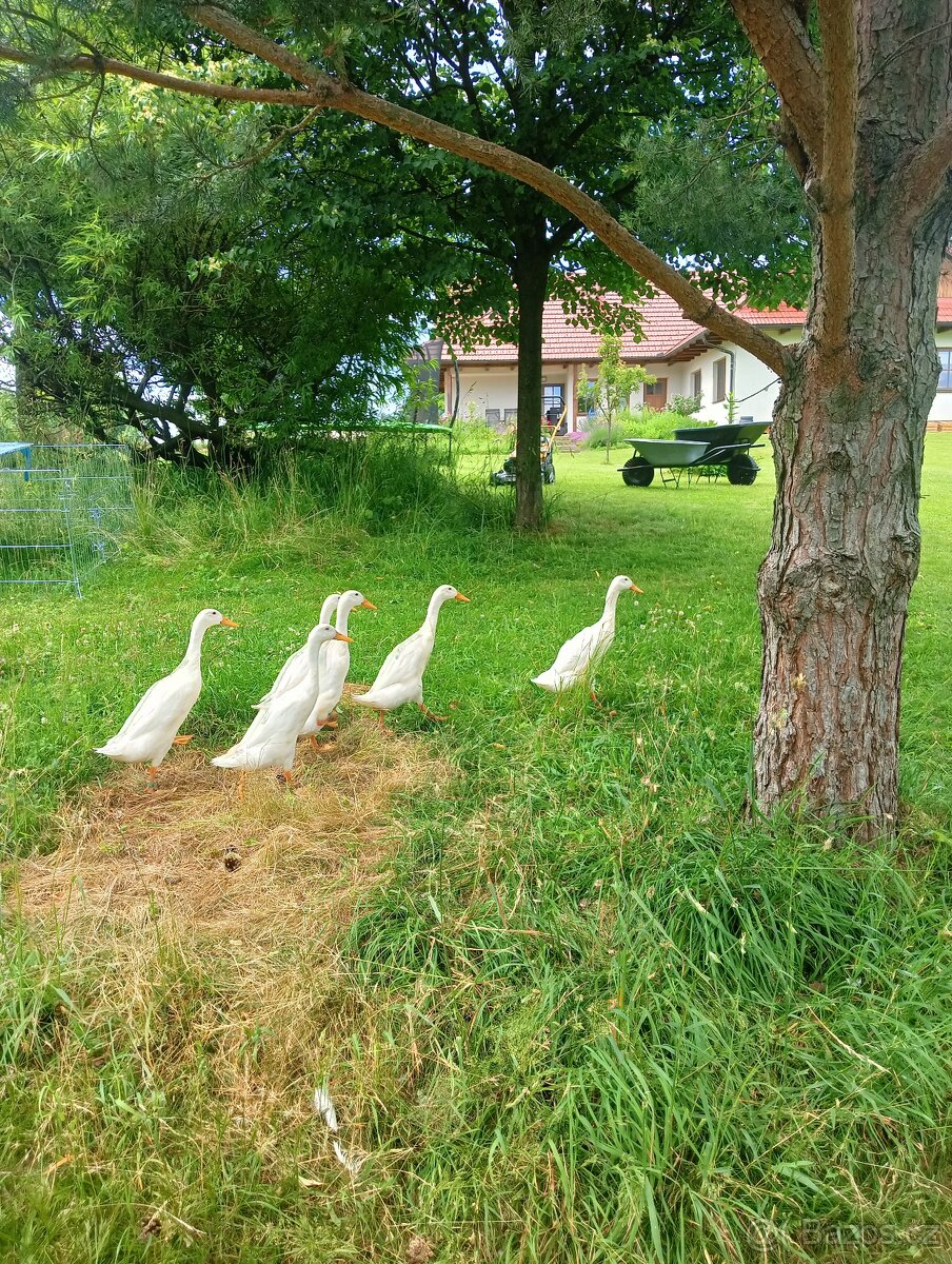 Indický běžec bílý