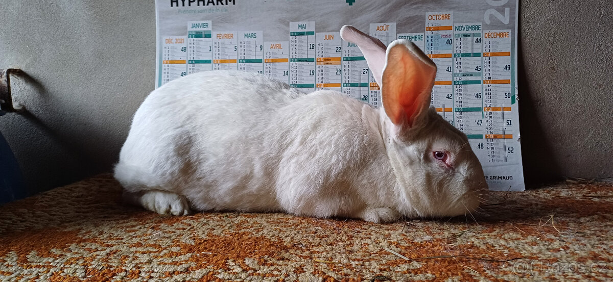 ORIGINÁL FRANCOUZSKÁ HYLA-HYPLUS