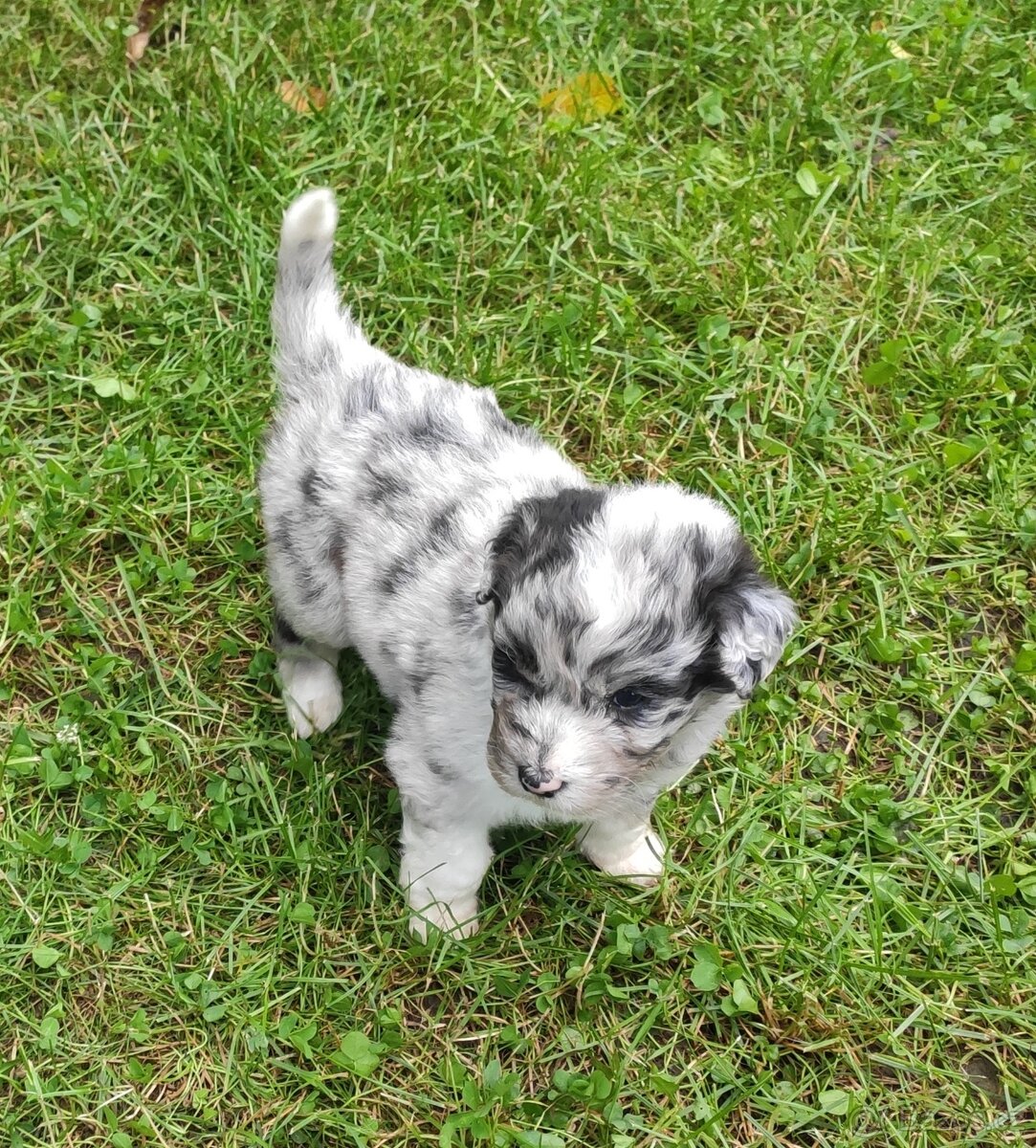 Aussiedoodle