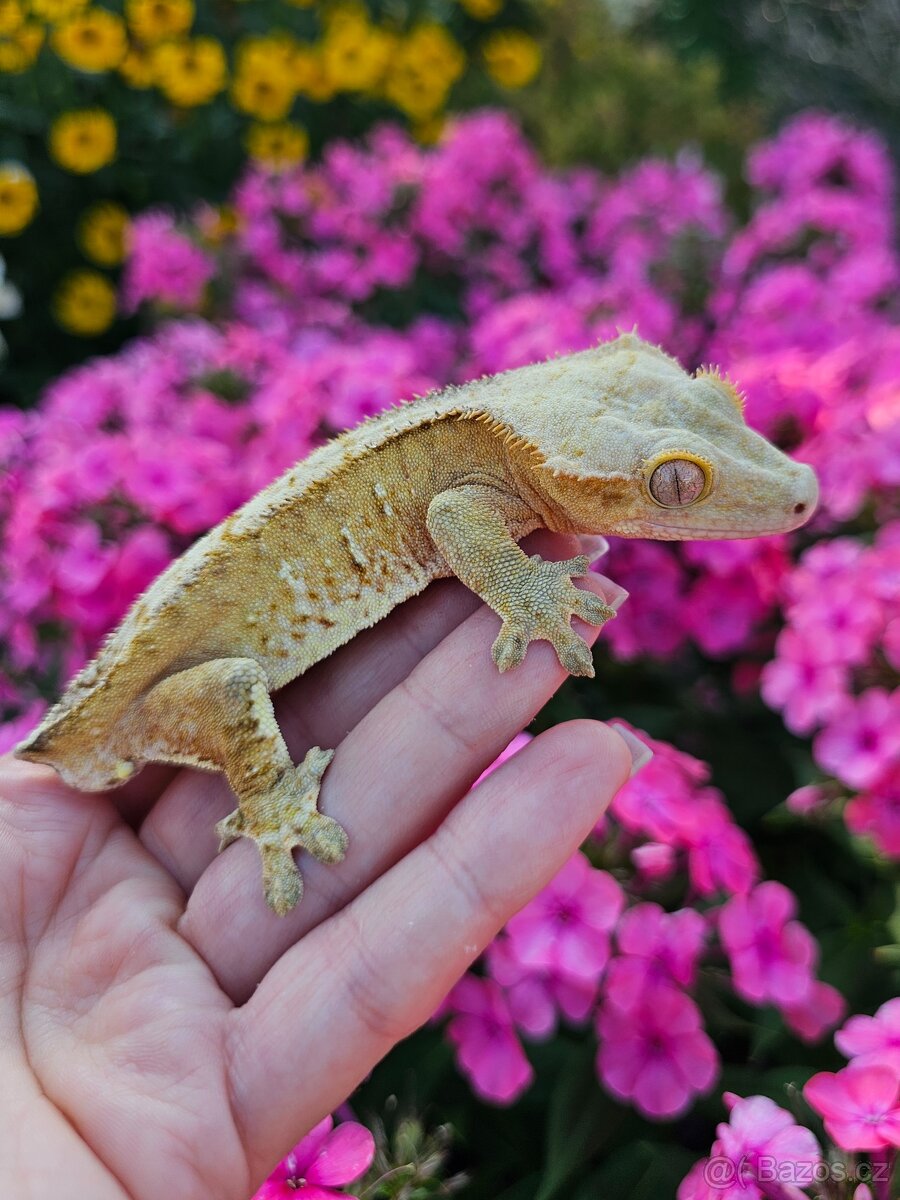 Pagekon řasnatý / ciliatus