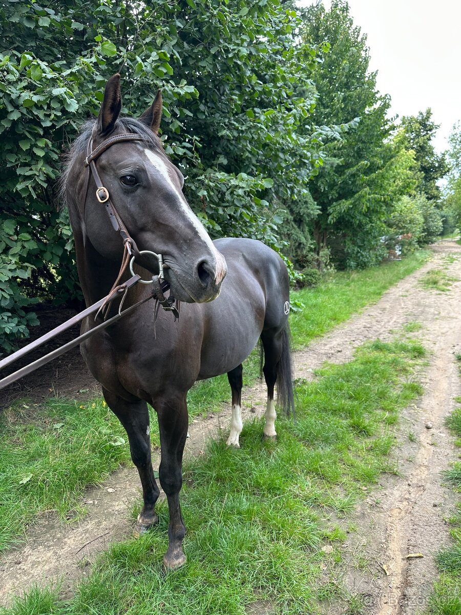Hřebec 10 let QH