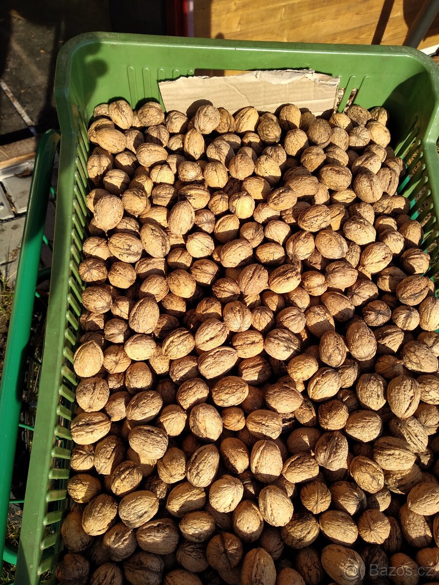 Prodej vlašských ořechů