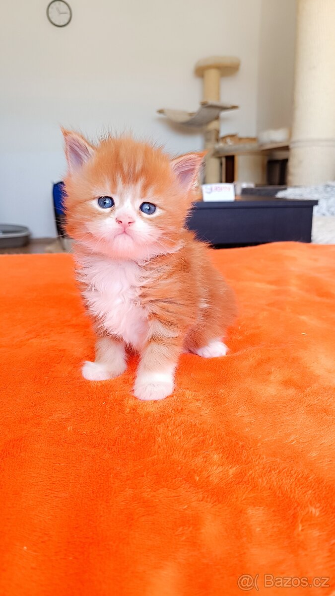 Mainská mývalí s PP