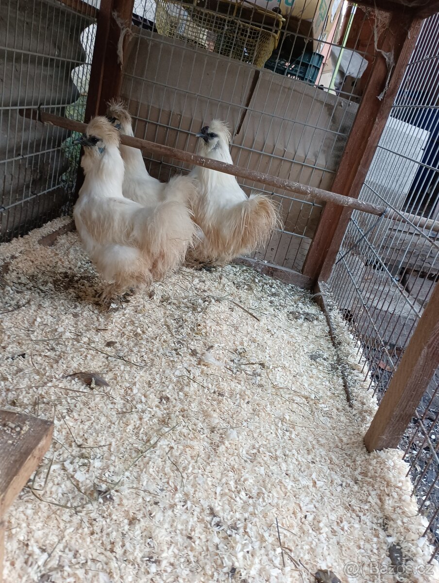 Hedvábnička velká