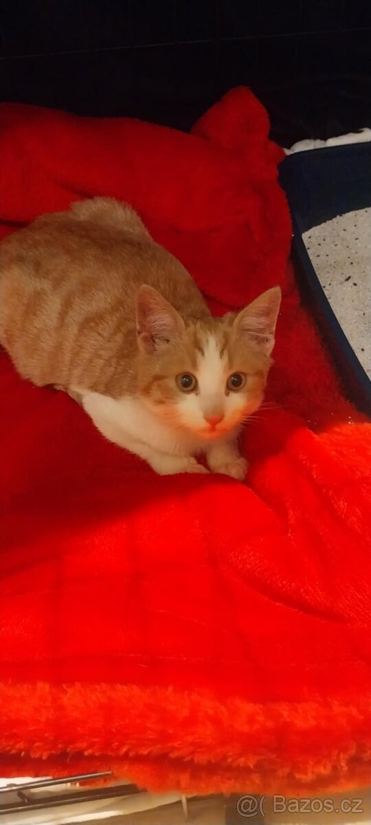 Hledá se domov pro koťátko