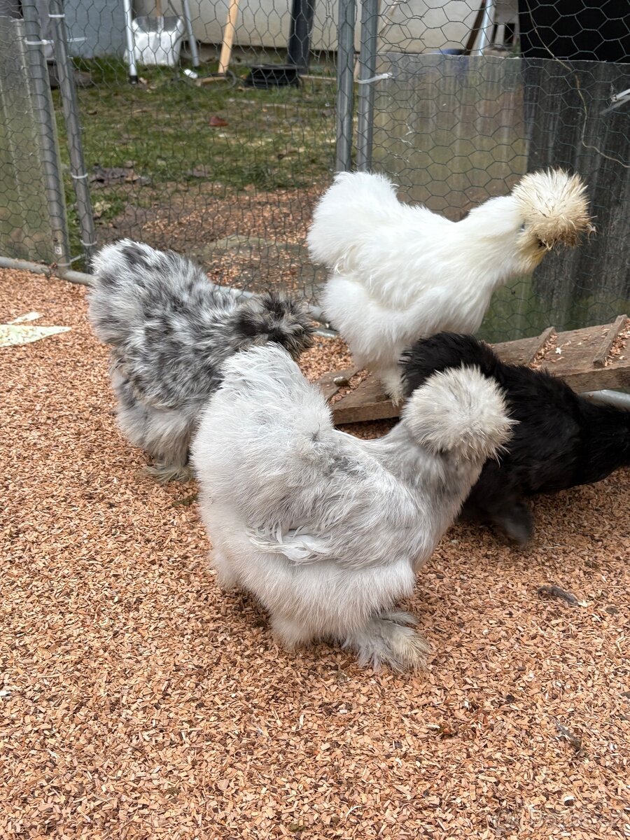 Nabízím nasadova vejce