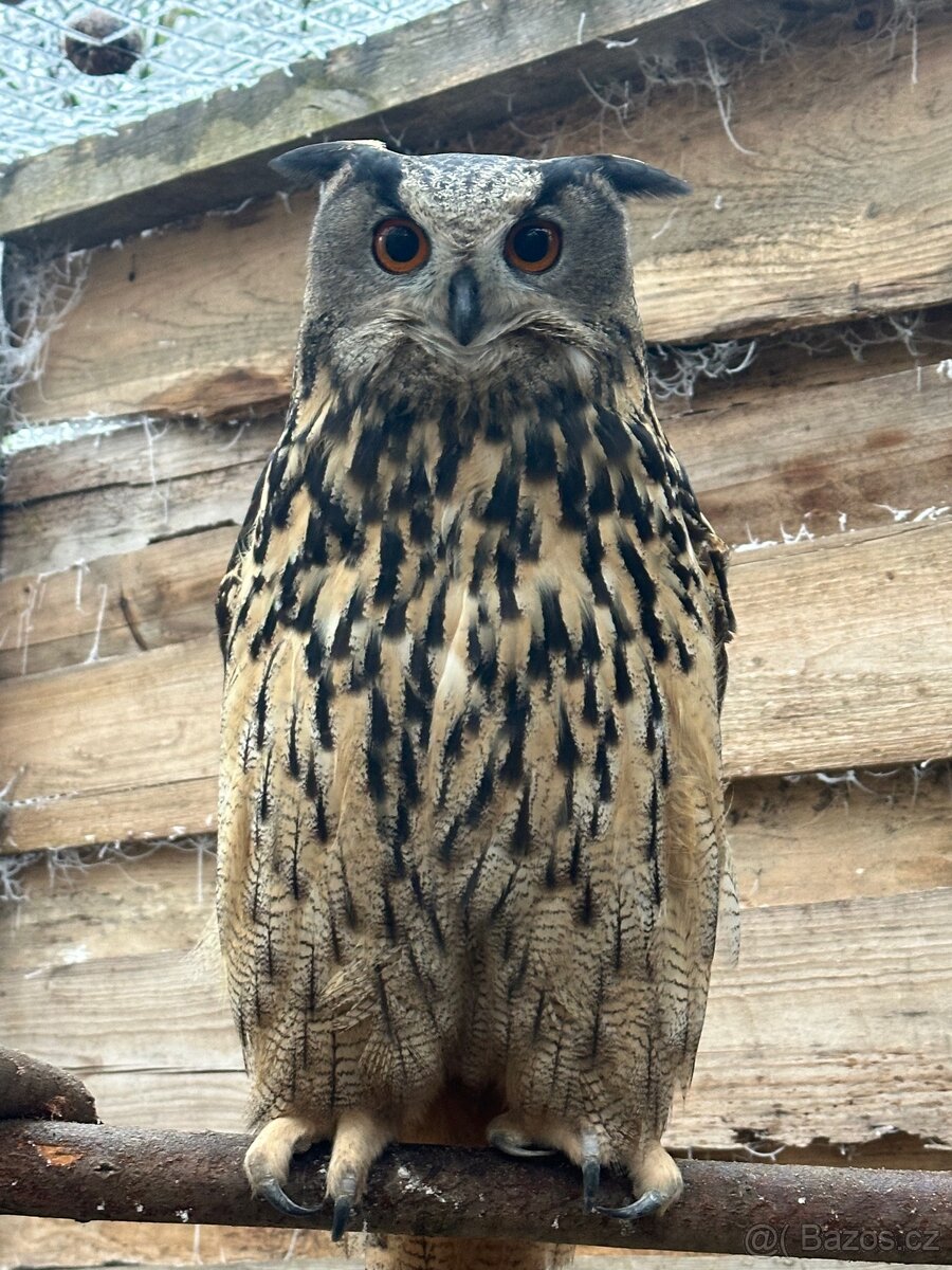 Výr velký - koupím