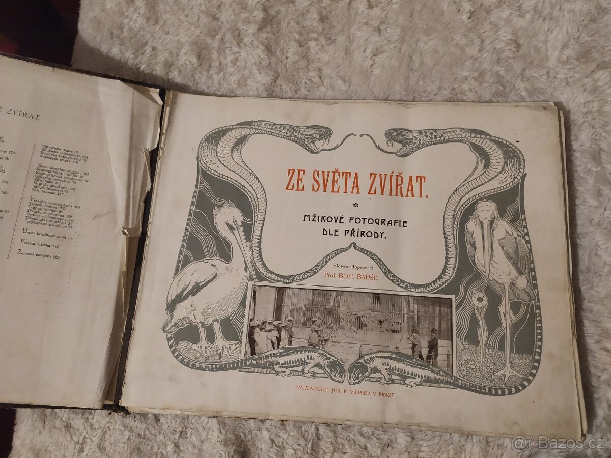 Ze života zvířat mžikové fotografie dle přírody