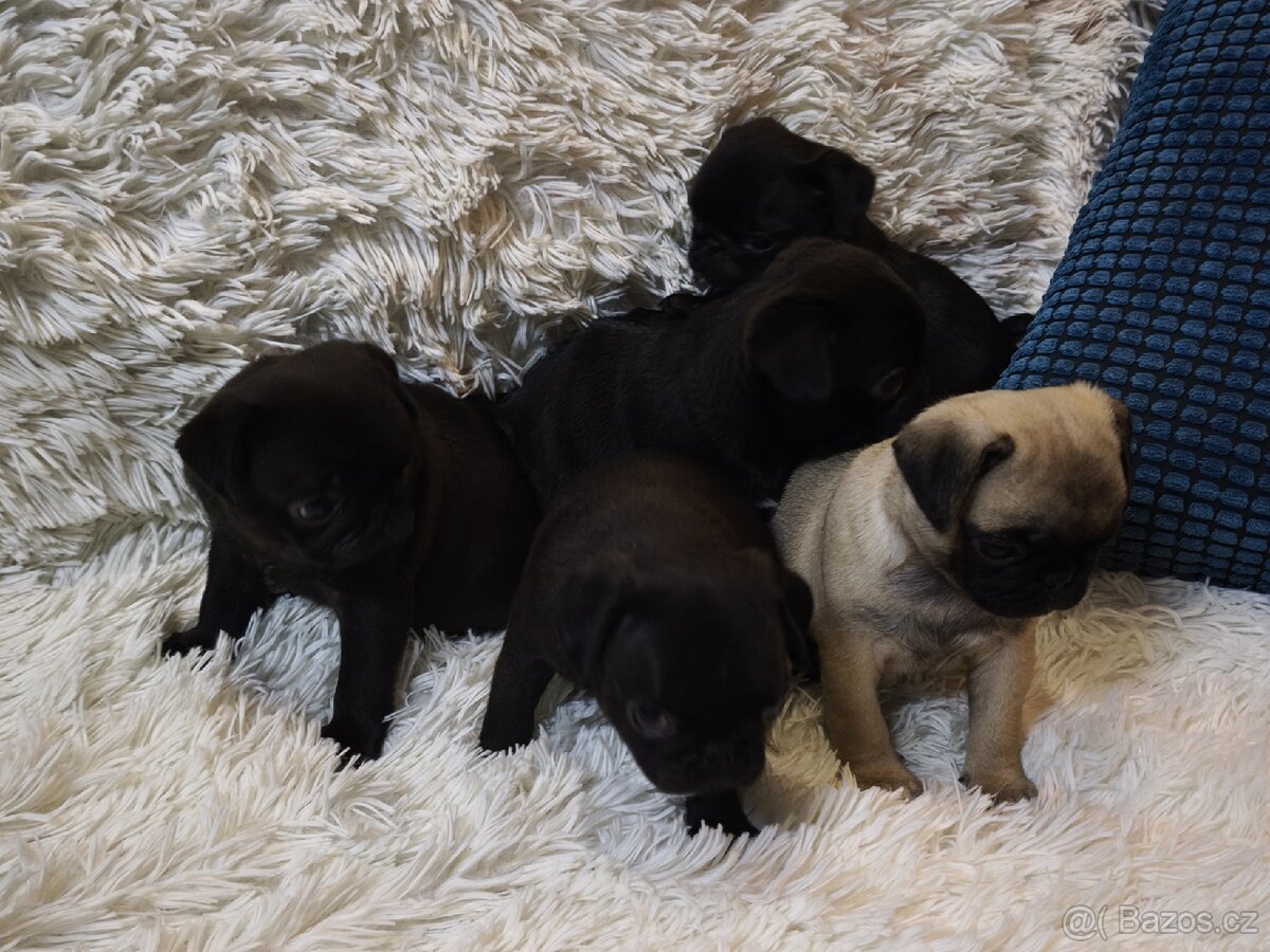 Mops