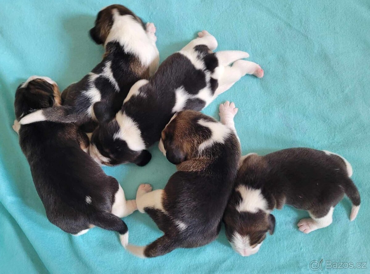štěňata beagle s PP