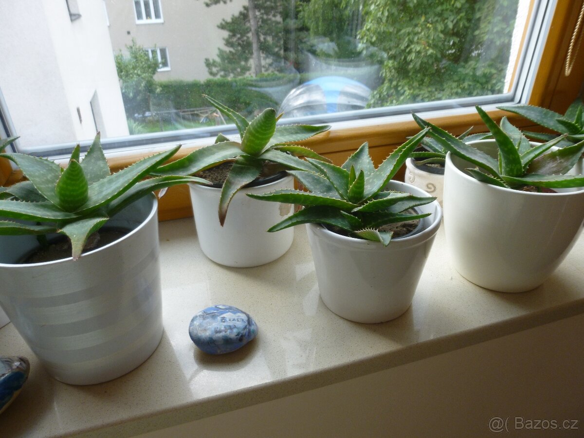 ALOE VERA