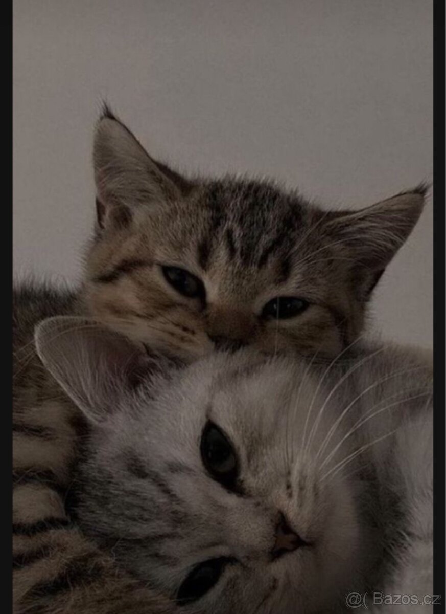 Koťatka