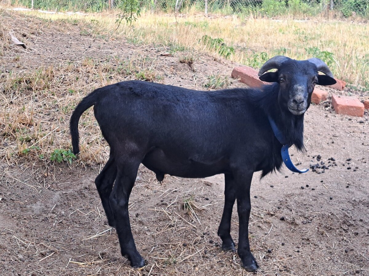 Prodám kamerunského beránka
