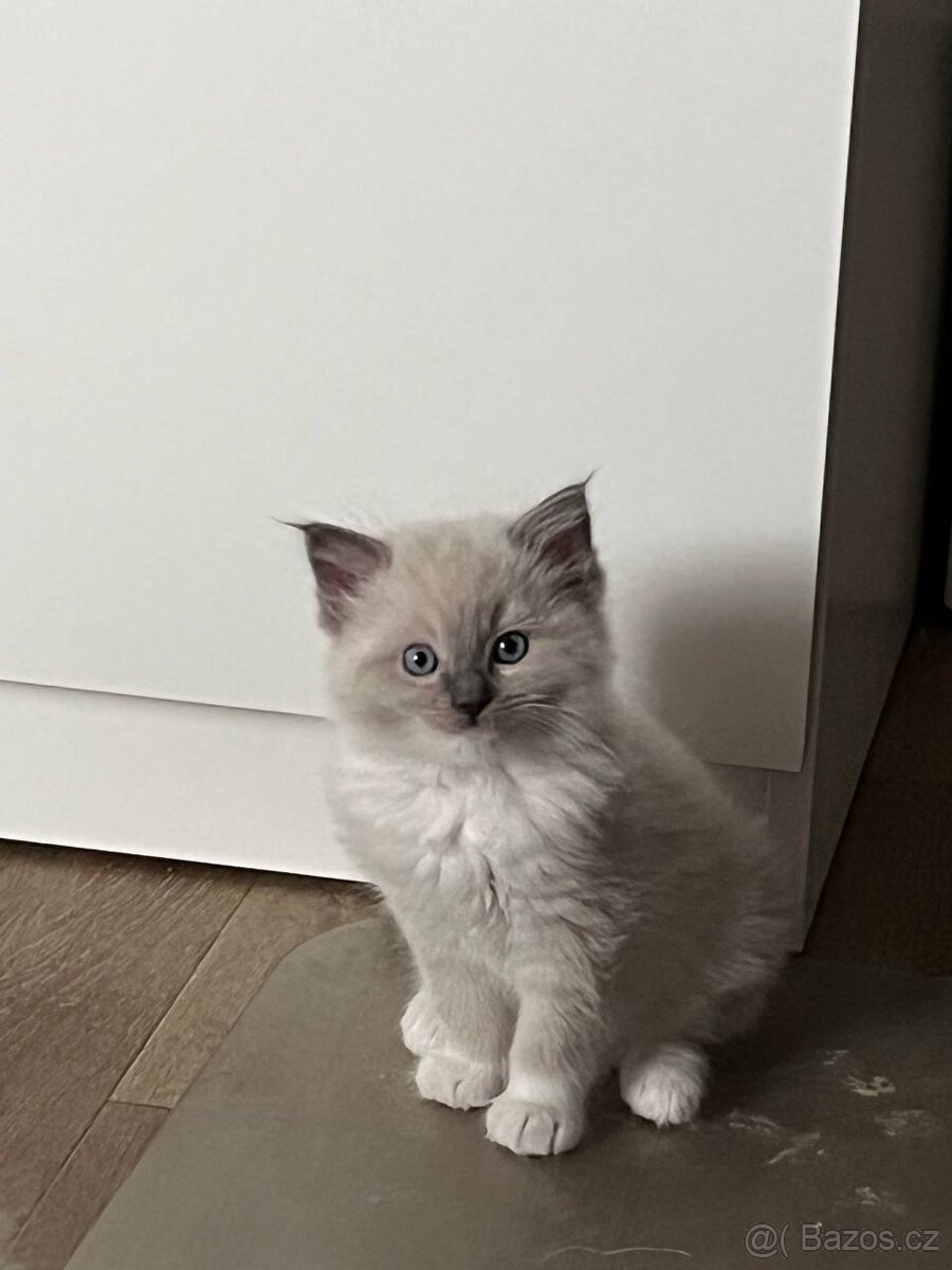 Ragdoll koťátka