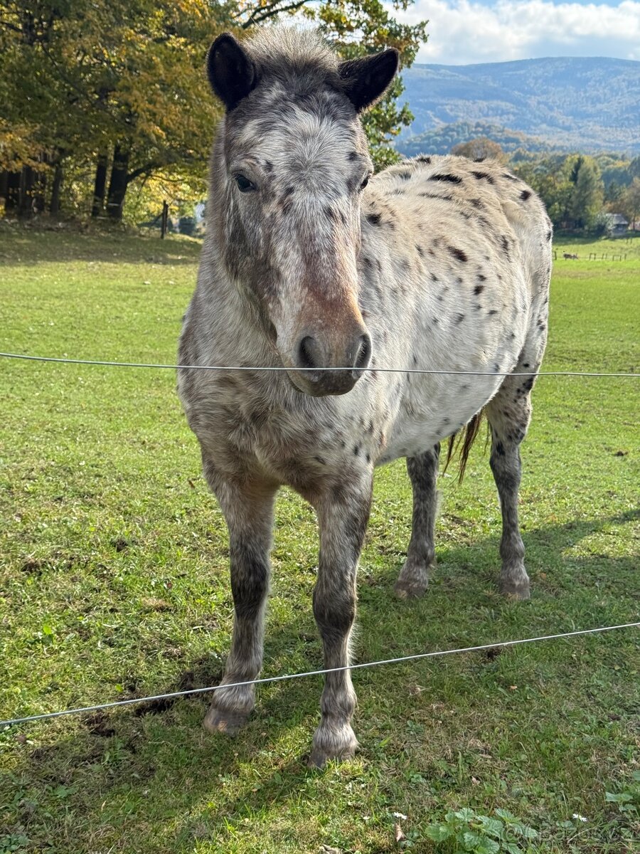 Pony jen do skvělých rukou :-)