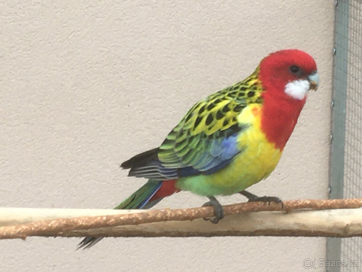 Prodám rosela pestrá nádherná