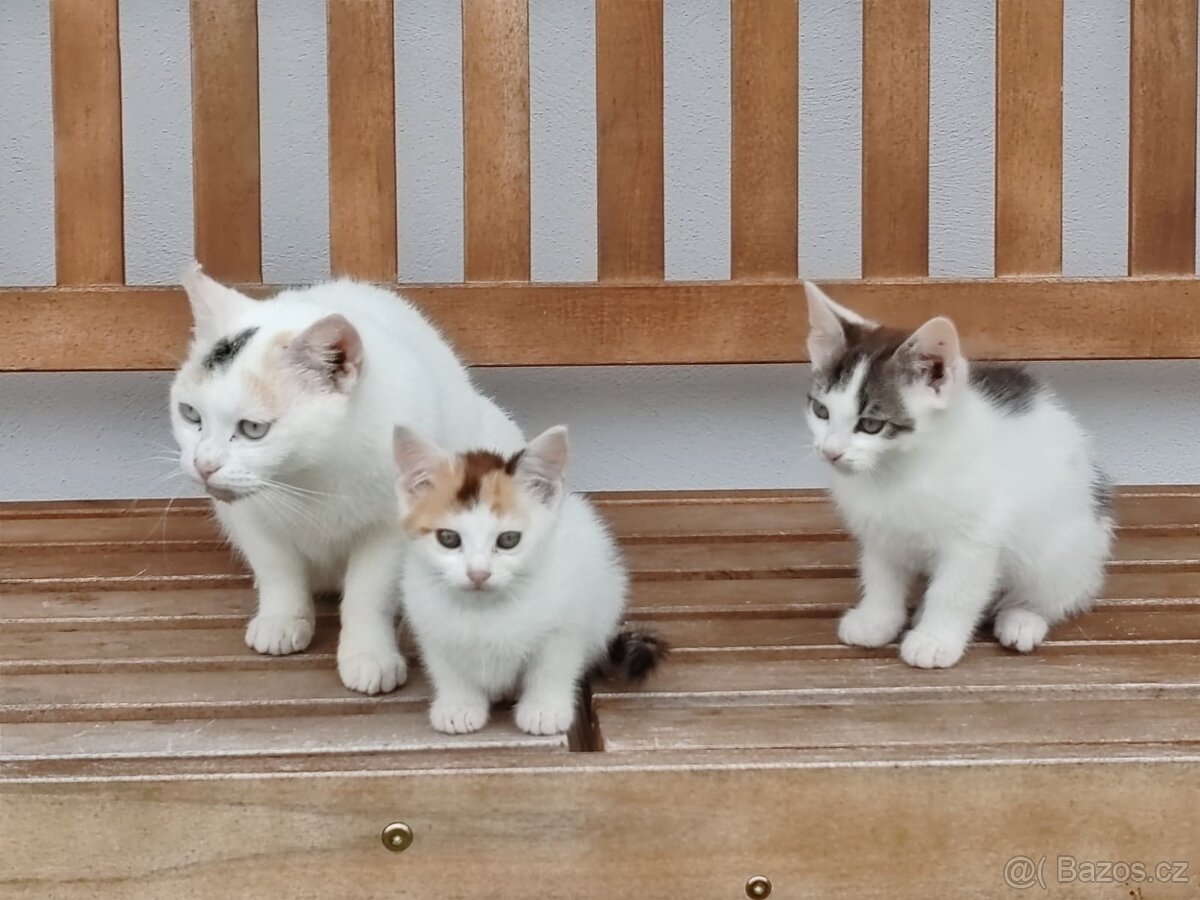 Nabídka koťat
