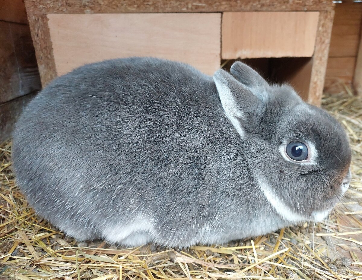 Zakrslý bílopesíkatý králík samice