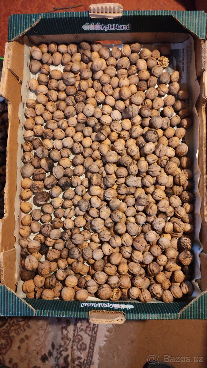 Vlašské ořechy neloupané