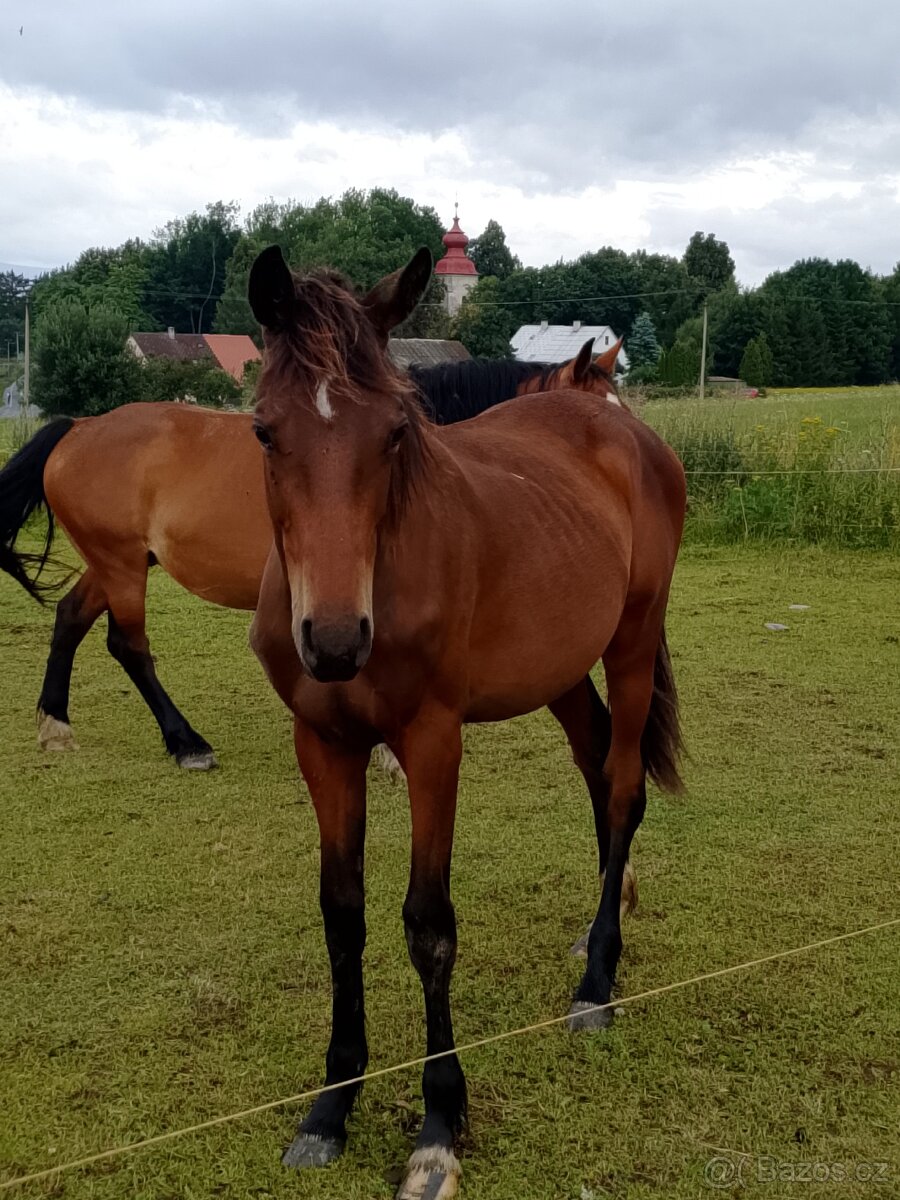 WPBr  fešák pro radost