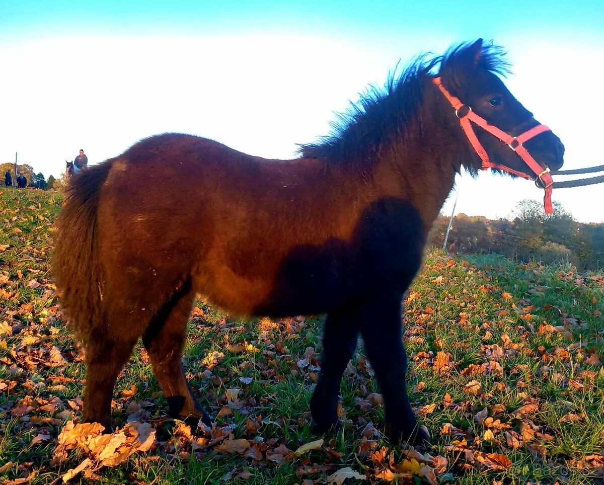 Zadám letošní klisničku WPB