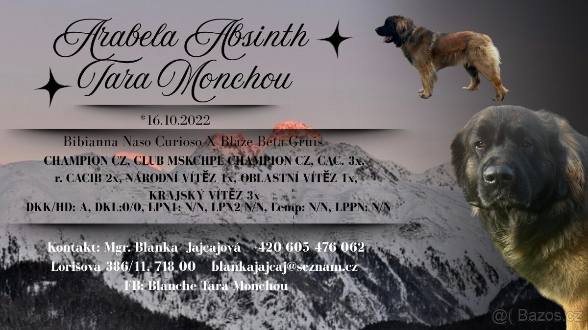 Leonberger štěnata s PP