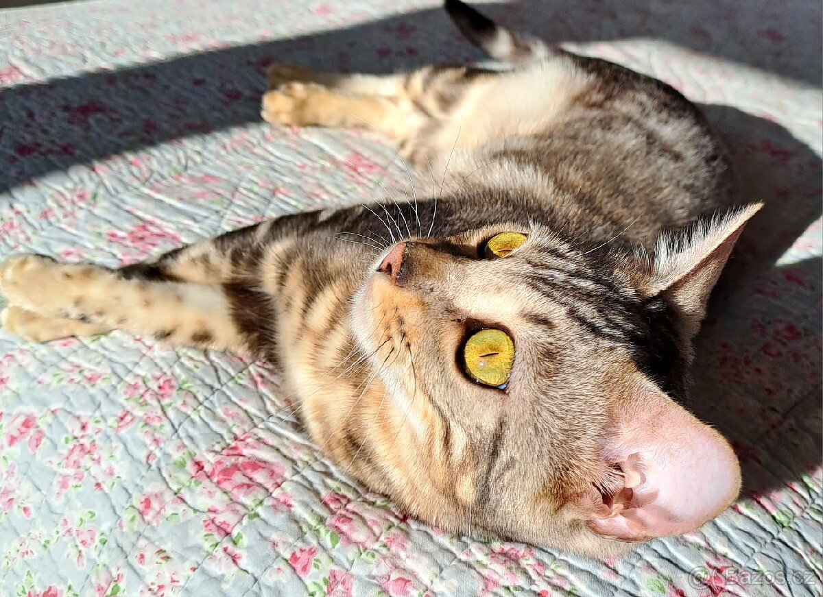 Bengálská stříbrná kočka s PP na mazlíčka