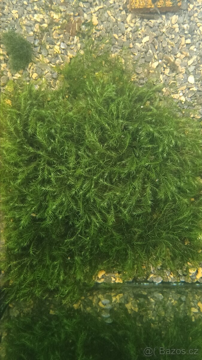 Akvarijní mechy