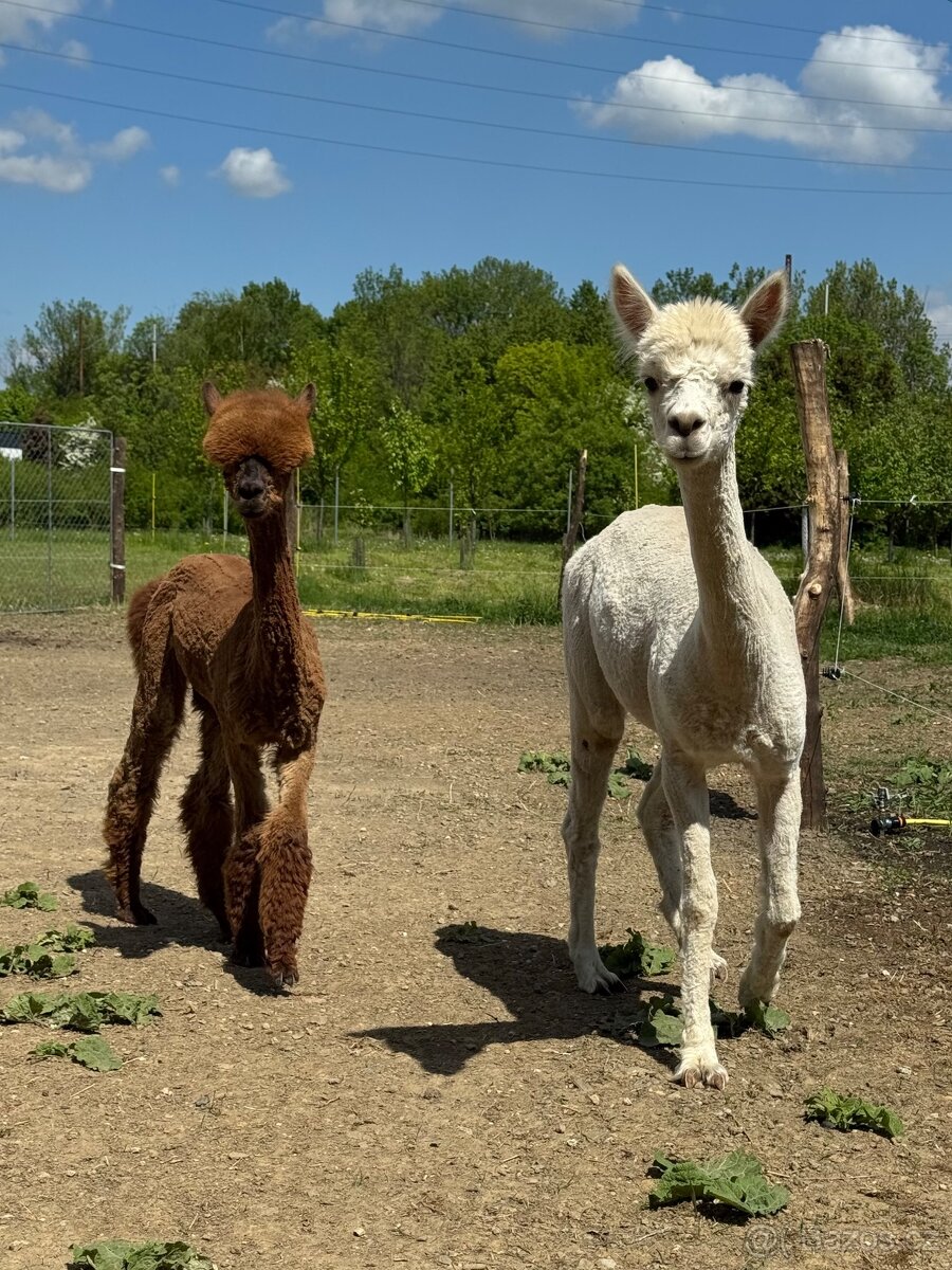Lama Alpaka