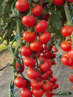Sazenice rajčata, okurky nakládačky, papriky chilli a sladké