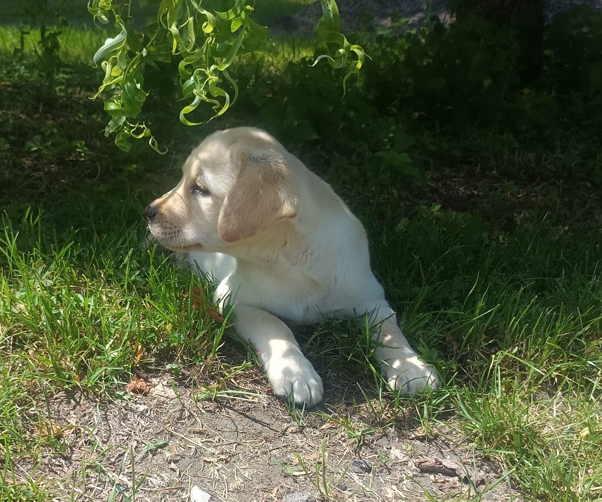 Nabídka štěněte labradorského retrievera
