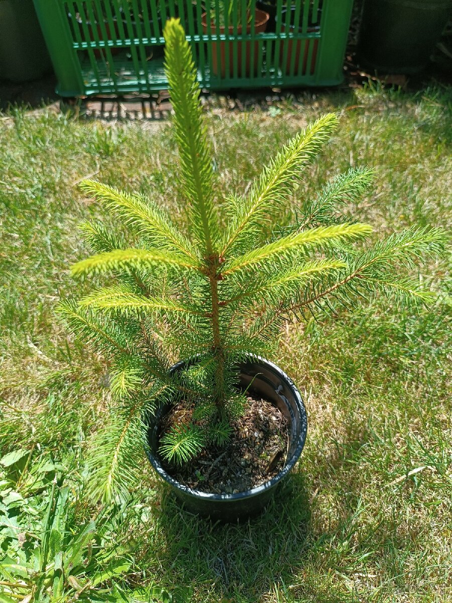 Smrk ztepilý, 20-30cm, v květináči