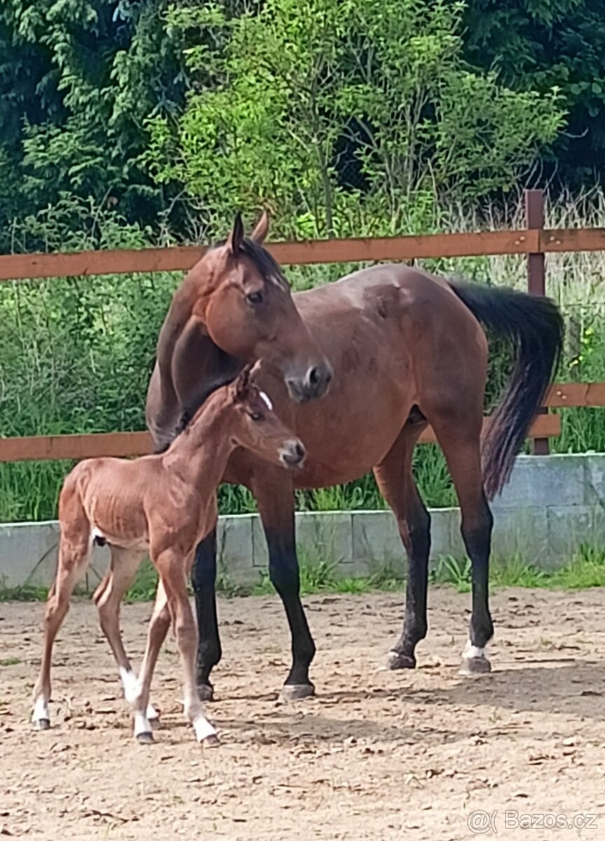 zadám hřebečka pro Win Royal Bonanza