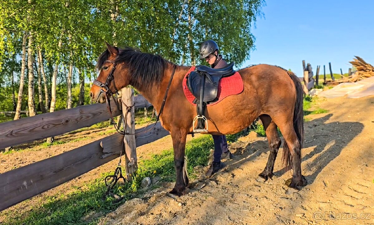 Huculská klisna, hucul, rekreace, vyjížďky, hipoterapie.
